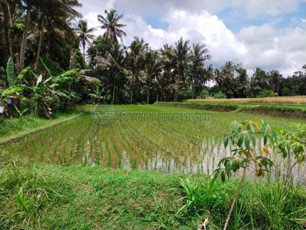 Rice field view land for sale in Ubud