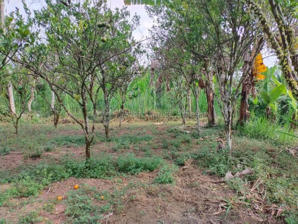 10000 sqm land for sale in Tegal alang, Ubud