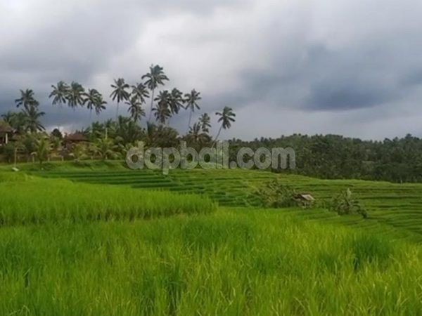 3000 sqm Exotic land for sale in Gadungan, tabanan with absolute rice field, mountain and ocean view