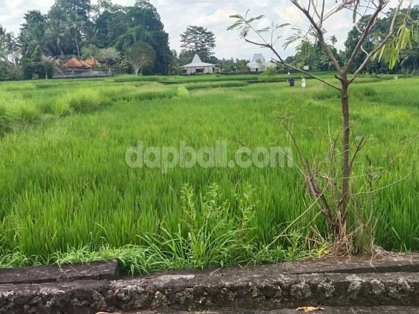 5200 sqm land for sale with absolute rice field view and straightway to the river