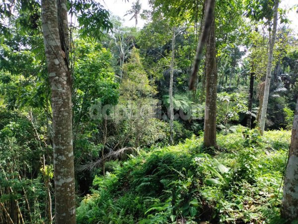 3000 sqm land in Tampak siring, with river and ravine at the end