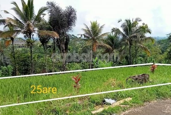 2500 sqm vacant land in Tegallalang, Ubud with perfect mountain view