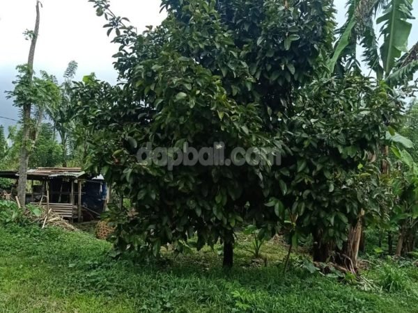 100.000 sqm productive farming land in Pupuan, tabanan