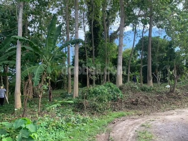 1730 sqm riverfront land in Kedungu, Tabanan