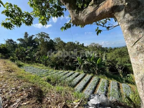 19238 - 1.5 ha Farming land for sale in Bedugul, Tabanan