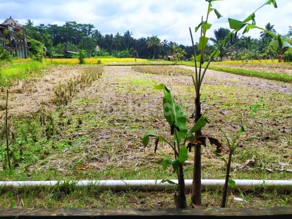 550 sqm commercial land for sale in Pakudui, Tegallalang, Gianyar