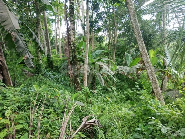 3100 sqm ( 31 are ) land for rent in an expatriate area of Ubud centre