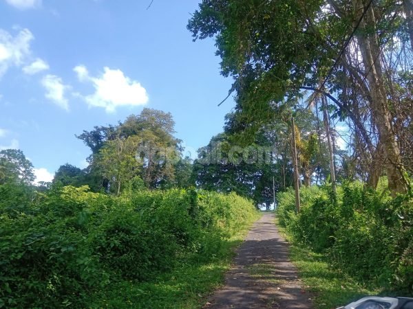 20809 - 4200 sqm plantation land for sale in Selemadeg Tabanan Bali