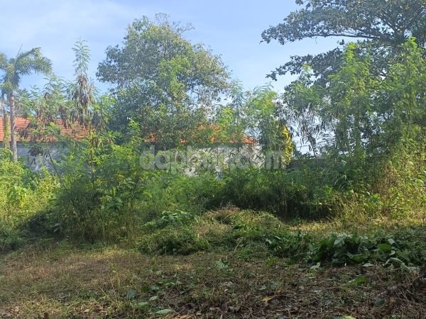 21866 - 1235 sqm premium land in Central Canggu, Tibubeneng