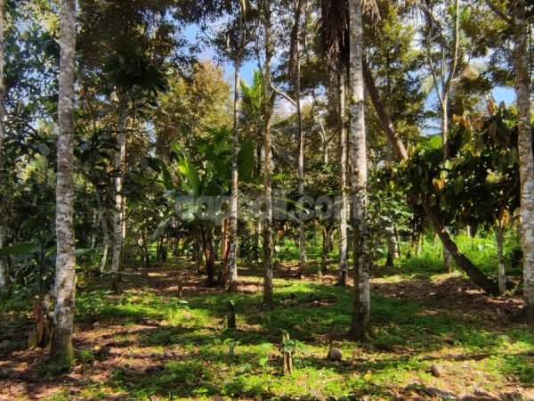 20943 - 1.199 ha plantaion land ( Durian tree ) in Petang, Badung