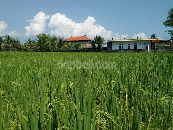 21270 - 633 sqm farming land with mountain view in Pangkung Tibah, Tabanan