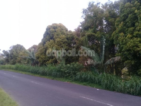 20863 - 5000 sqm plantation land with full of cloves in Kintamani