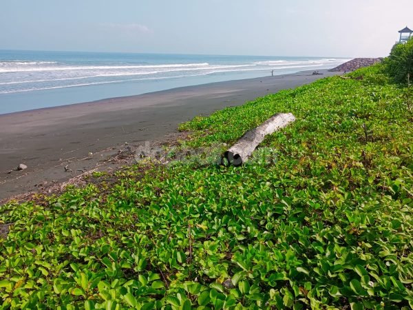 20933 - 20000 sqm beachfront land in Delod Berawah Jembrana Bali.