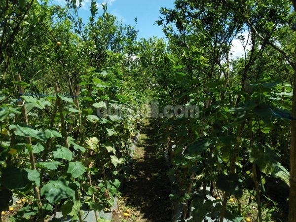 21483 - 10000 sqm ( 1 ha ) plantation land for partial sale in Payangan, Gianyar