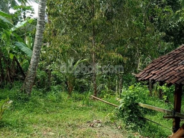 21091 - 1.31 ha productive plantation land in Selemadeg Barat, Tabanan