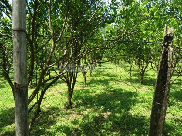 20879 - 20.000 sqm ( 2 ha ) plantation land in Payangan, Gianyar ( Orange trees )