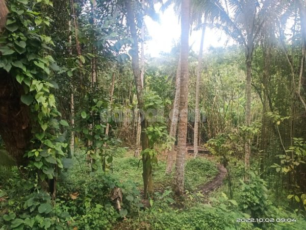 21772 - 1000 sqm plantation land for sale in Kerambitan Tabanan Bali