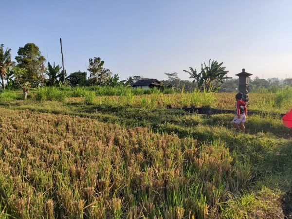 22726 - 1600 sqm residential freehold land in Temesi, Gianyar