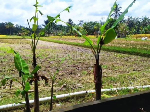 22241 - 550 sqm tranquil land in Pakudui, Gianyar