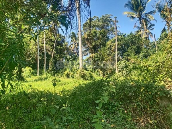 25620 - 9000 sqm productive farming land for sale in Gadungan, Tabanan, Bali