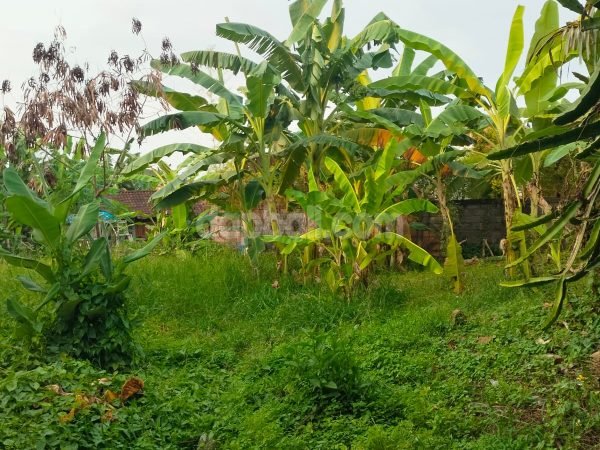 26949 - Strategic land of 1,000sqm in plots feature for sale in Canggu, Bali