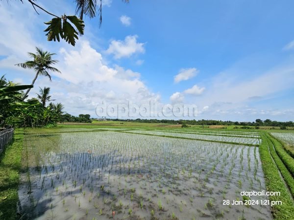 300 sqm vacant land with rice field view for sale in Kelecung, Tabanan, Bali ng Tabanan