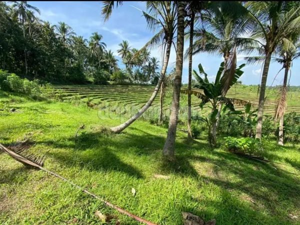 30311 - Farming land of 3,575 sqm for sale with greenbelt view in Gadung Sari, Tabanan, Bali