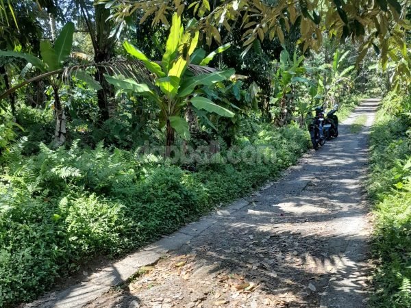 30344 - Expansive productive farming land for sale in Angkah, West Selemadeg, Tabanan, Bali