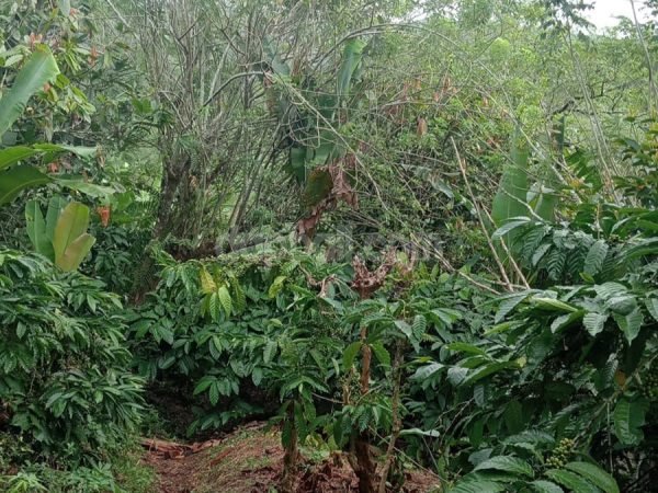 34046 - 20,000 sqm productive farming land of coffee tree for sale in Munduk Temu, Pupuan, Tabanan, Bali