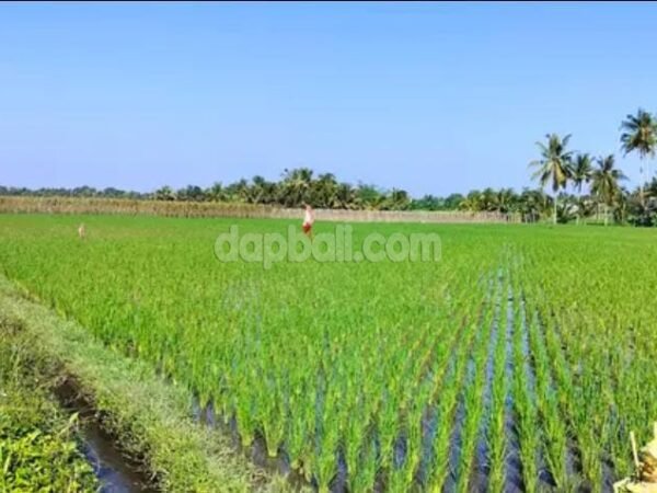 36007 - 2,100 sqm productive rice farm for sale in Kerambitan, Tabanan, Bali