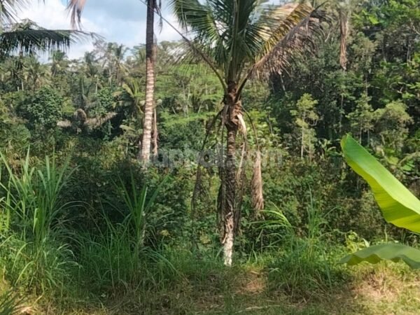 37955 - Beautiful land of 7300 sqm with pristine natural surroundings for sale in Kelusa, Gianyar, Bali