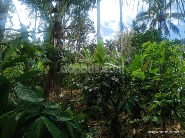 38342 - 1 Ha plantation land for sale in Pupuan, Tabanan