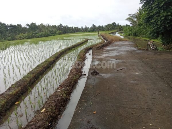 38717 - Idyllic productive rice fields land of 6300 sqm for sale in Kerambitan, Tabanan