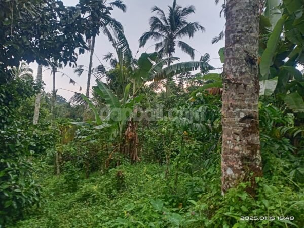 39045 - Farming land of 9000 sqm offers idyllic natural views for sale in Pupuan, Tabanan