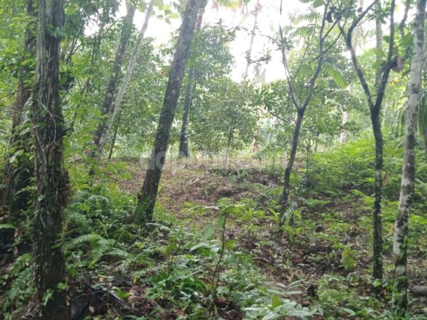 39123 - Prime riverfront land of 5000 sqm for sale in Selemadeg, Tabanan, Bali