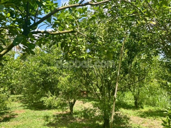 46648 - 4300 sqm great investment in Tampaksiring, Gianyar