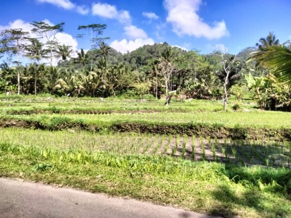 50005 - 2,200 sqm Scenic Rice Field & Hill View Land for Sale – Sidemen, Alas Tunggal