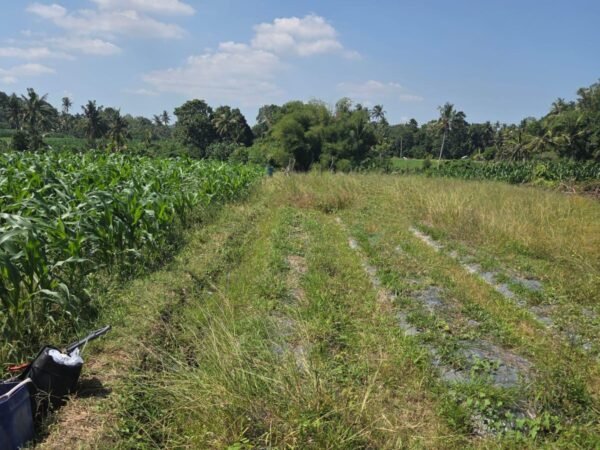 51346 - Premium Land for Sale 1300 sqm in Beraban, Selemadeg – Rice Field & Mountain View, Near the Beach